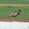 IMG_4877