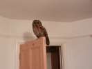 20140324-owl
