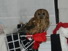 20140324-owl1